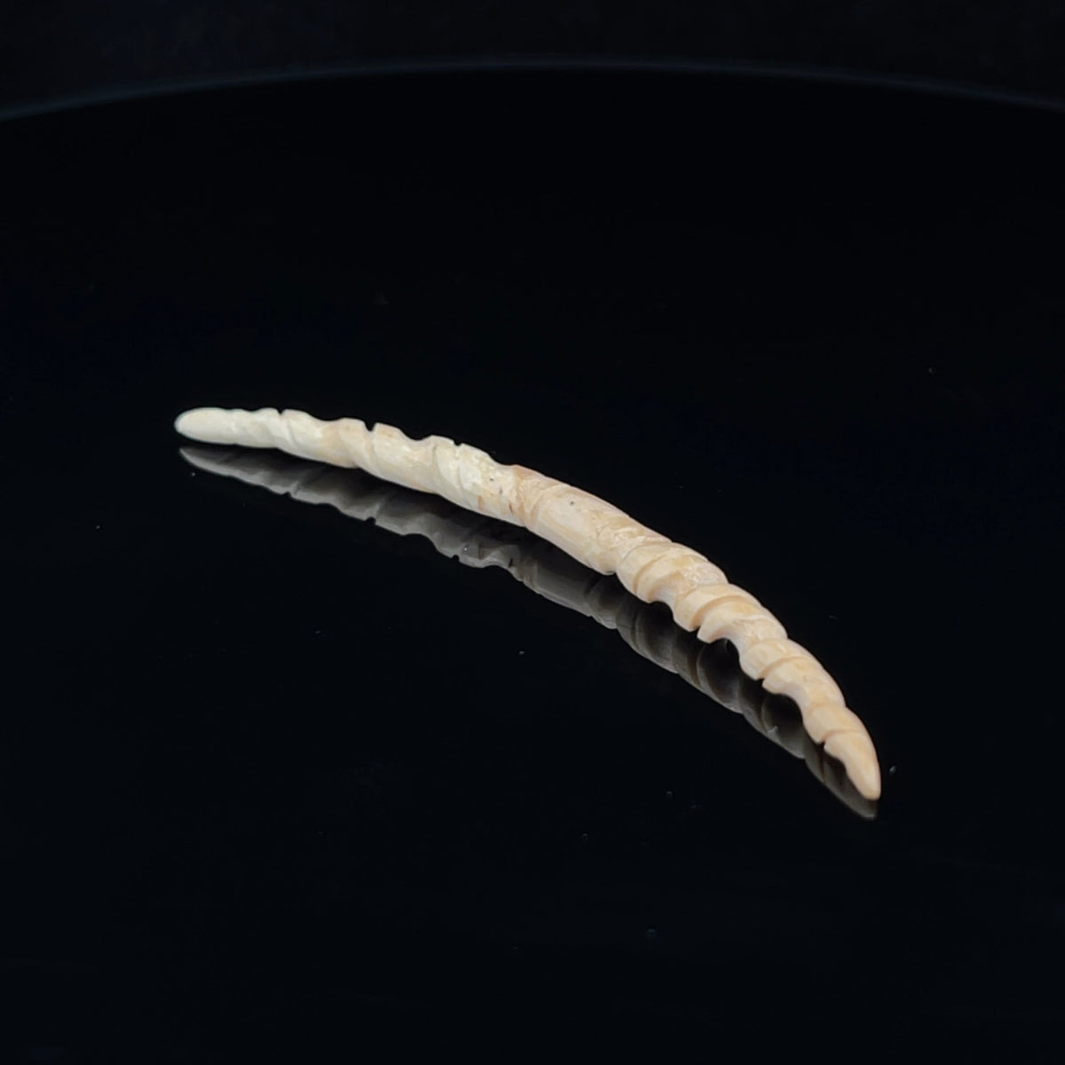 6g (4mm) Fossilized Mammoth Ivory Carved Septum Tusk
