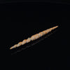 3.5mm Fossilized Mammoth Ivory Carved Septum Spike