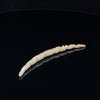 6g (4mm) Fossilized Mammoth Ivory Carved Septum Tusk