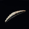 4g (5mm) Fossilized Mammoth Ivory Carved Septum Tusk