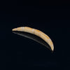 6g (4mm) Fossilized Mammoth Ivory Carved Septum Tusk