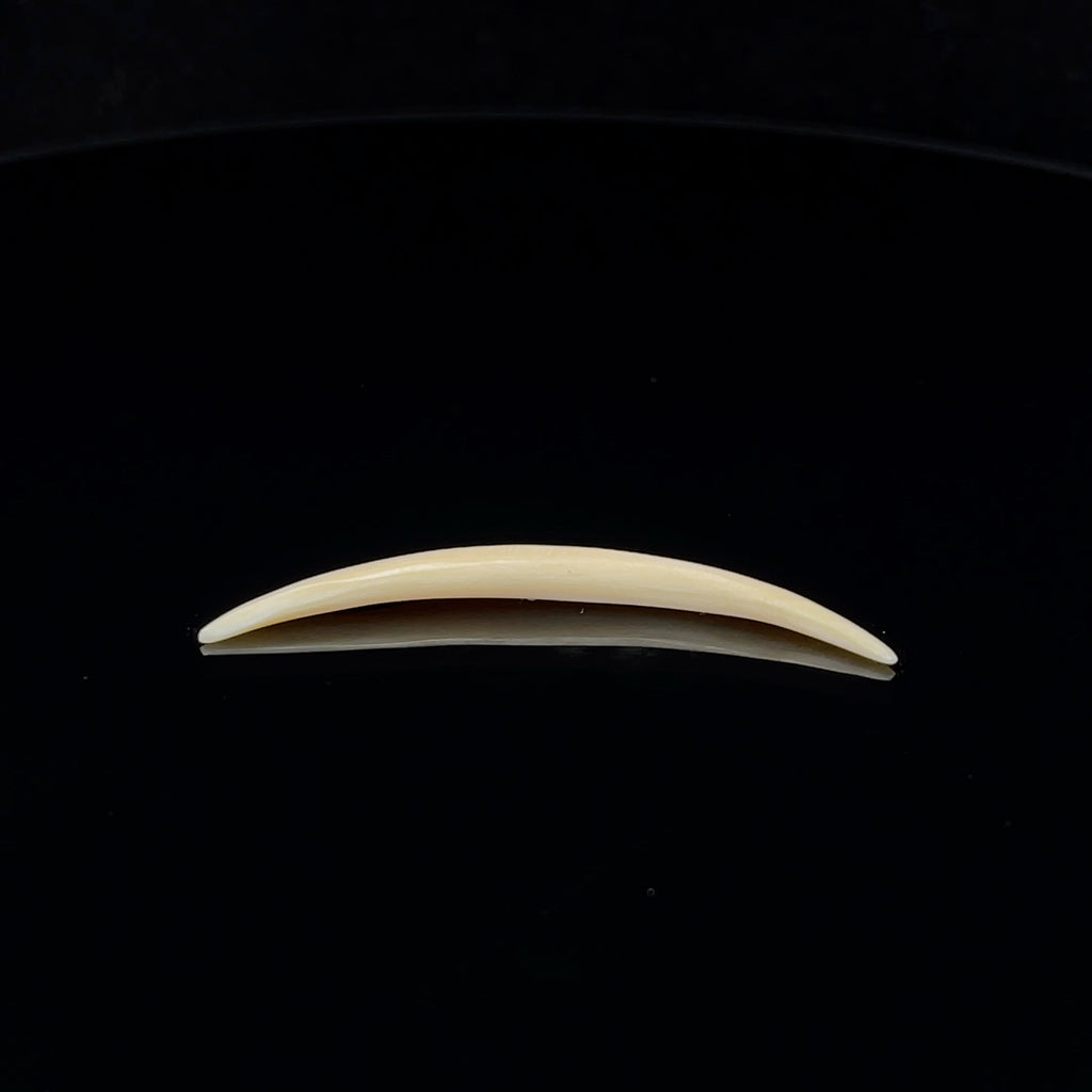 8g (3mm) Fossilized Mammoth Ivory Septum Tusk