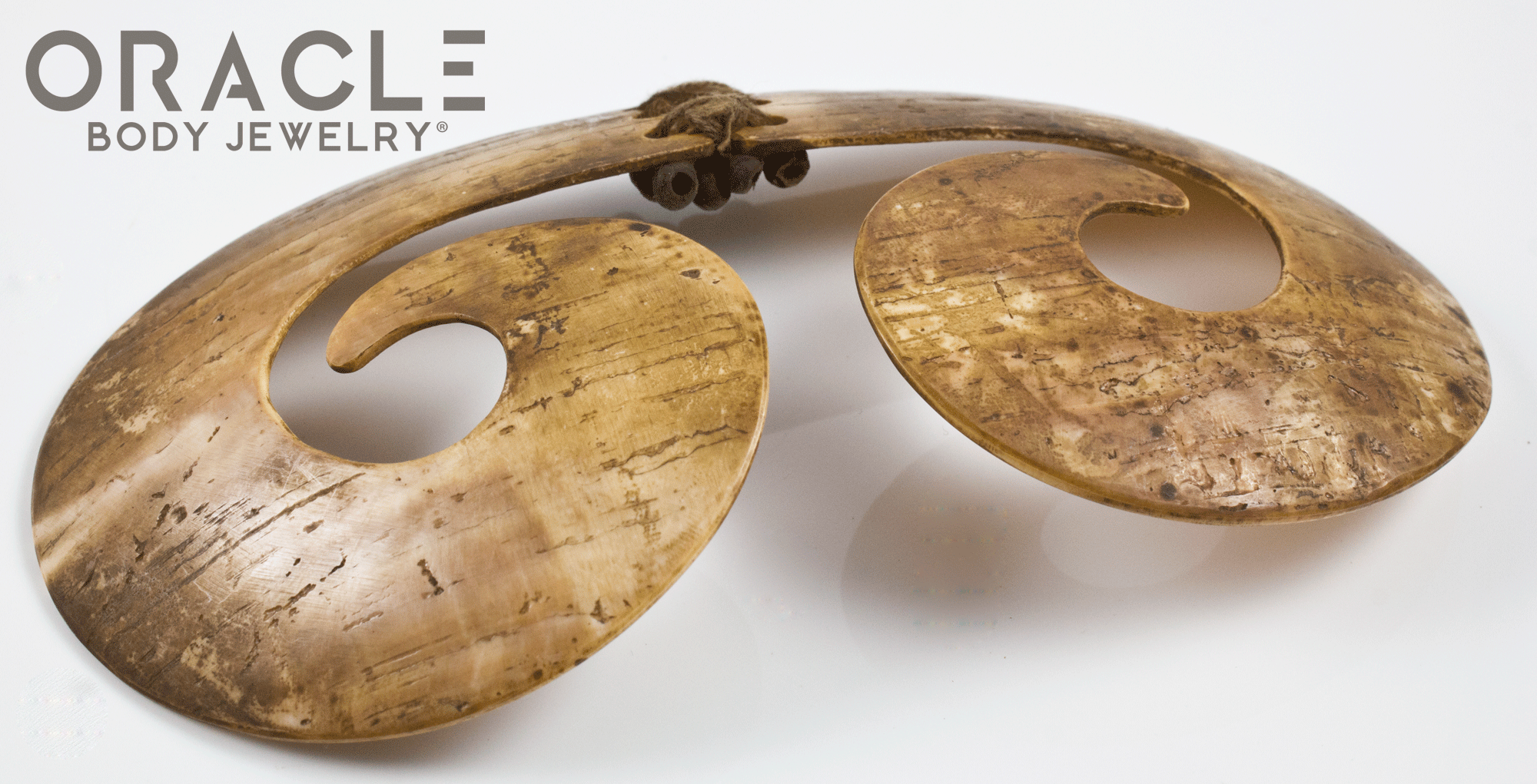 Paupa New Guinea Asmat Large Shell Septum Adornment