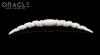 Twisted Bone Septum Tusk