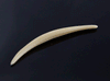 3.5mm Fossilized Mammoth Ivory Septum Tusk