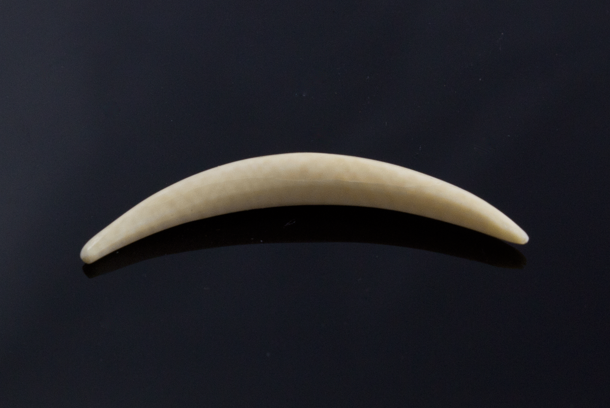 6g (4mm) Fossilized Mammoth Ivory Septum Tusk