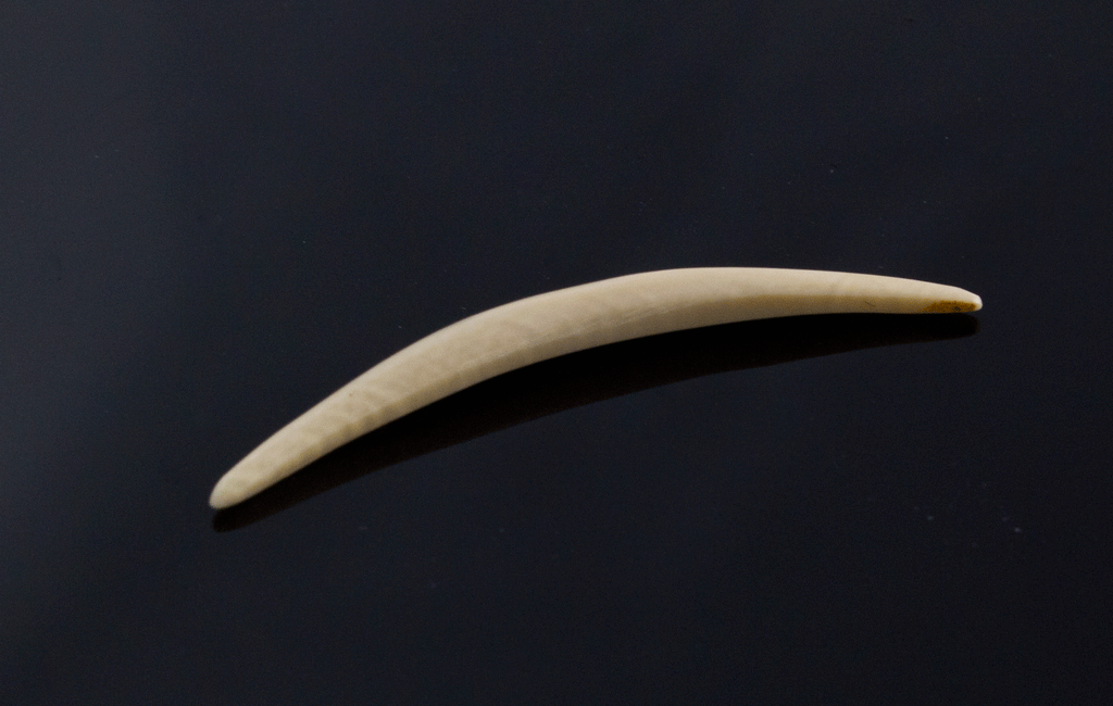 8g (3mm) Fossilized Mammoth Ivory Septum Tusk