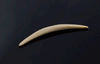 8g (3mm) Fossilized Mammoth Ivory Septum Tusk