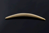 8g (3mm) Fossilized Mammoth Ivory Septum Tusk