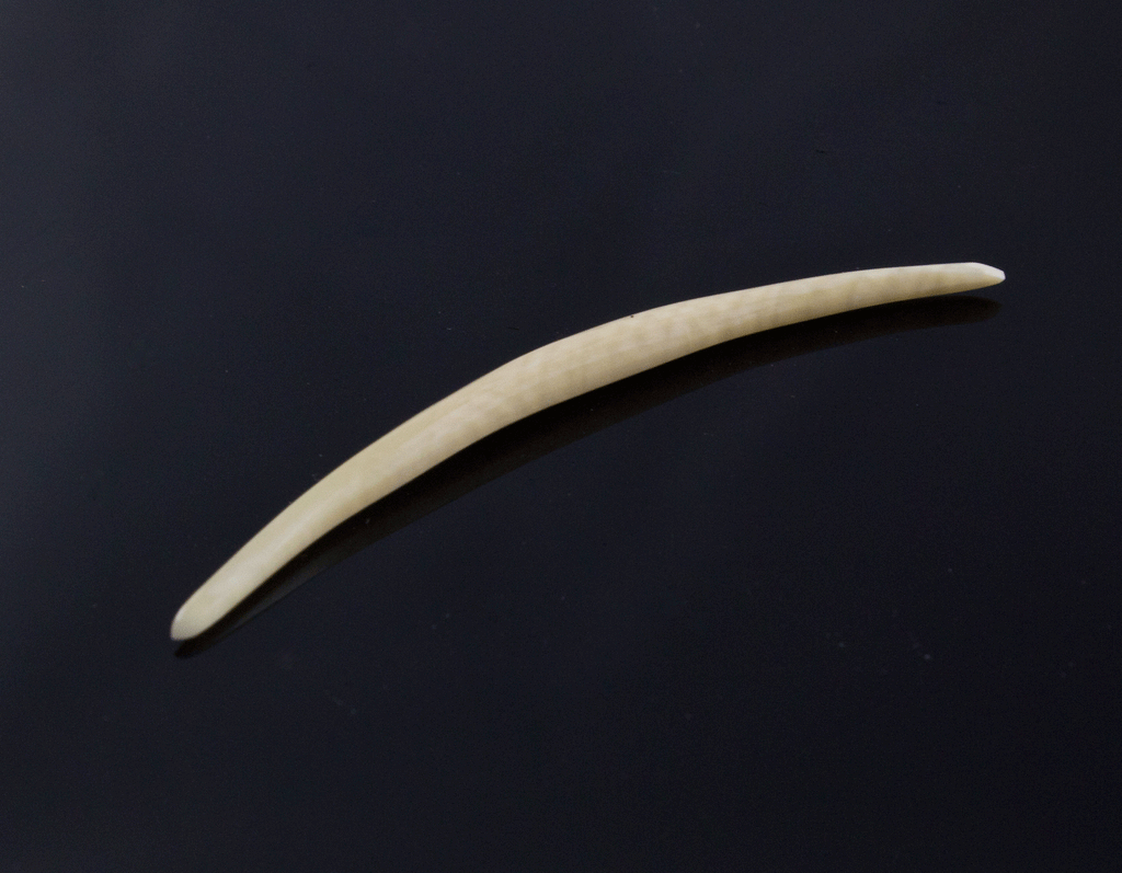 10g (2.5mm) Fossilized Mammoth Ivory Septum Tusk