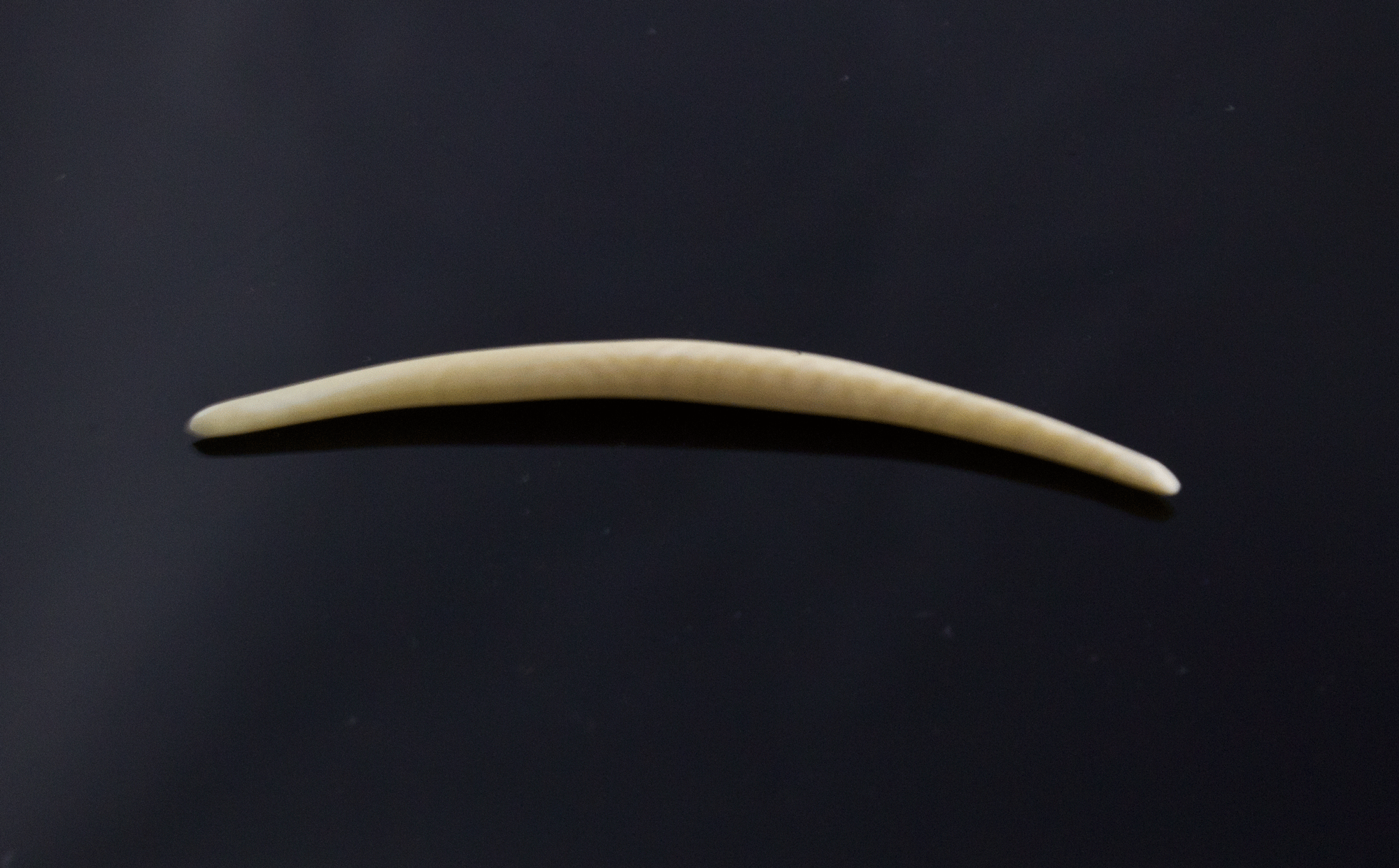 10g (2.5mm) Fossilized Mammoth Ivory Septum Tusk