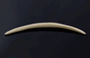 8g (3mm) Fossilized Mammoth Ivory Septum Tusk