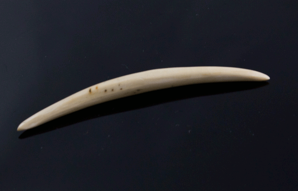 3.5mm Fossilized Mammoth Ivory Septum Tusk