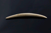 3.5mm Fossilized Mammoth Ivory Septum Tusk