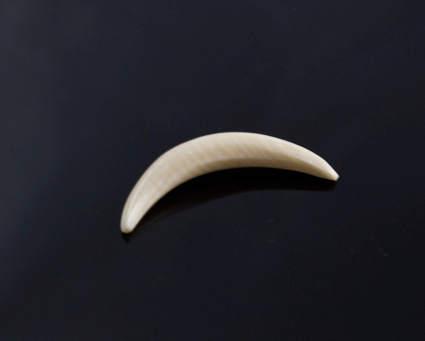 4.5mm Fossilized Mammoth Ivory Septum Tusk