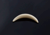 4.5mm Fossilized Mammoth Ivory Septum Tusk