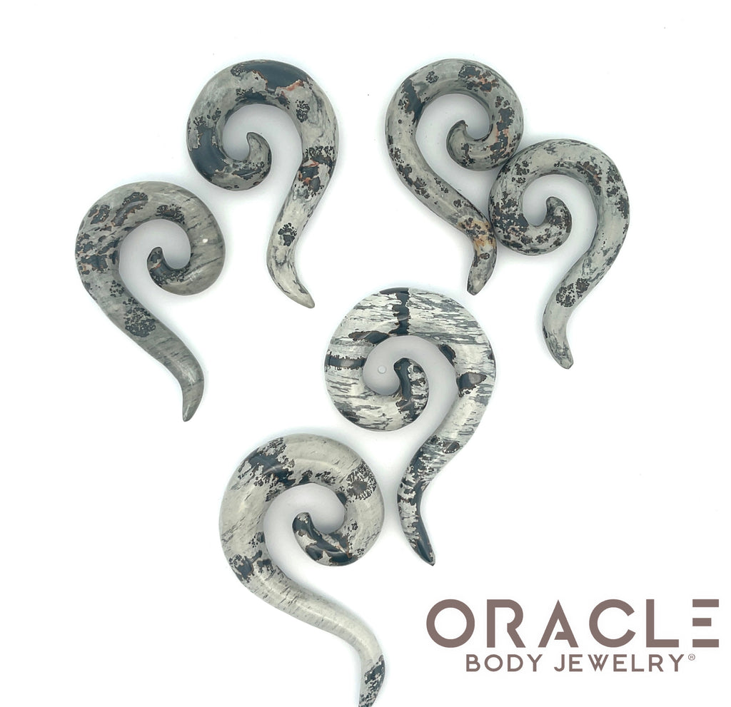 Zebra Stone Tail Spirals