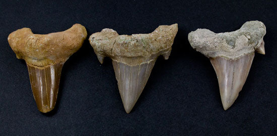 Fossil Otodus Shark Tooth