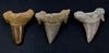 Fossil Otodus Shark Tooth