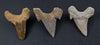 Fossil Otodus Shark Tooth