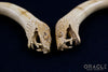 1/2" (12.5mm) Fossilized Mammoth Ivory Snake Claws