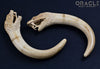 1/2" (12.5mm) Fossilized Mammoth Ivory Snake Claws