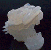 Agate and Quartz Carved Tiger