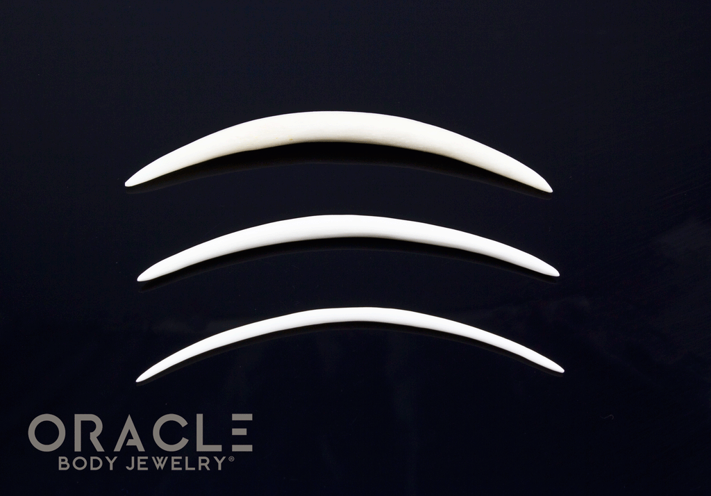 Extra Long 3" Plain Horn and Bone Tusks