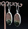 Sterling Silver Ocean Jasper Earrings
