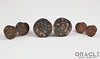 Leopardskin Jasper Mayan Style Flare Plugs