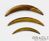 Yellow Tiger Eye Septum Tusk