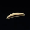 3.5mm Fossilized Mammoth Ivory Septum Tusk