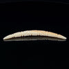 4.5mm Fossilized Carved Mammoth Ivory Septum Tusk