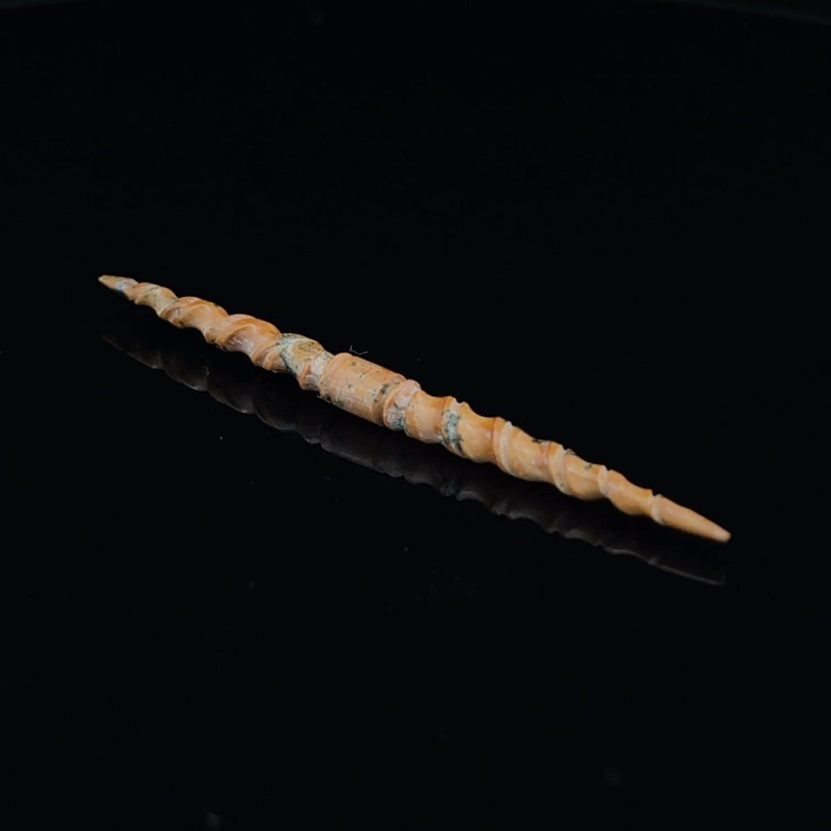 3.5mm Fossilized Mammoth Ivory Carved Septum Spike