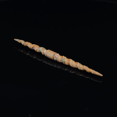 3.5mm Fossilized Mammoth Ivory Carved Septum Spike