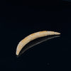 6g (4mm) Fossilized Mammoth Ivory Carved Septum Tusk
