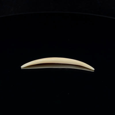 8g (3mm) Fossilized Mammoth Ivory Septum Tusk