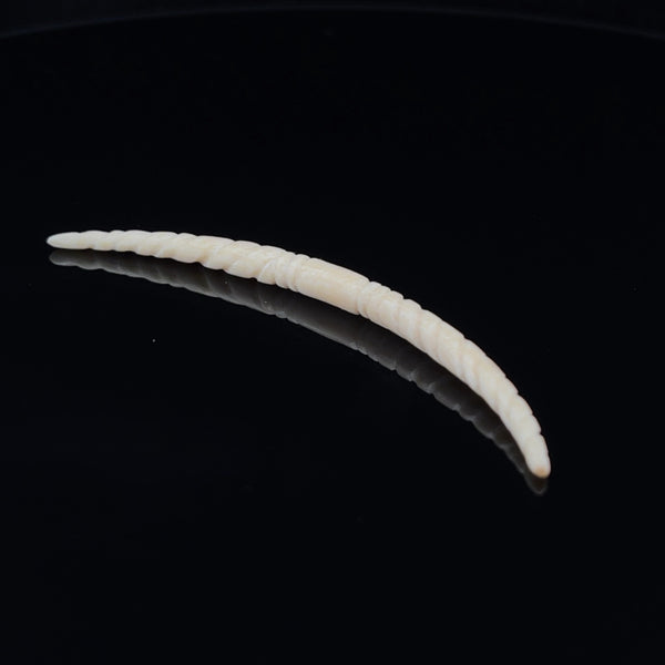 3.5mm Fossilized Mammoth Ivory Carved Septum Tusk
