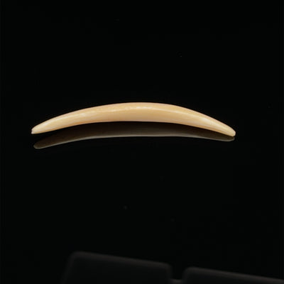 3.5mm Fossilized Mammoth Ivory Septum Tusk