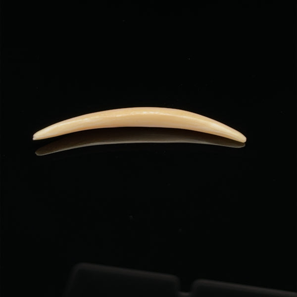 3.5mm Fossilized Mammoth Ivory Septum Tusk