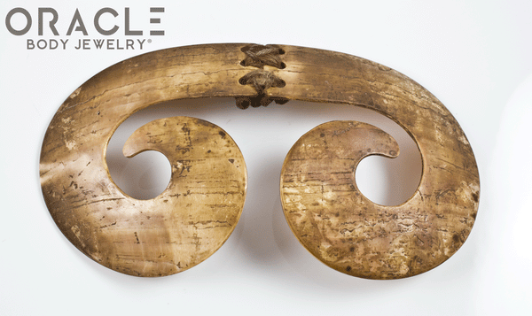 Paupa New Guinea Asmat Large Shell Septum Adornment