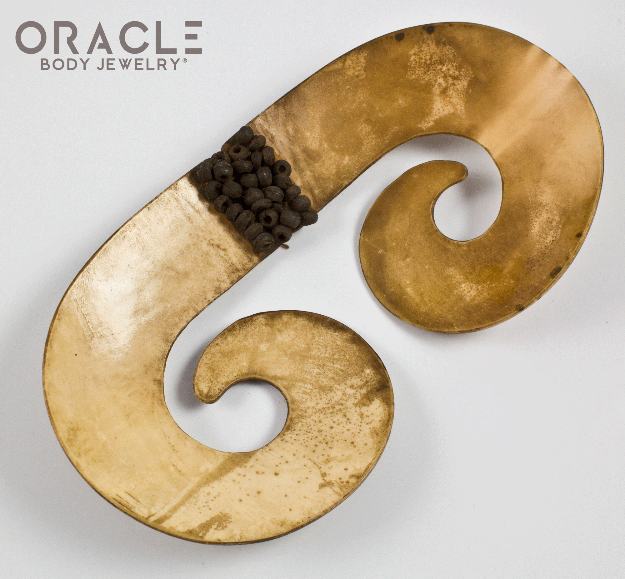 Paupa New Guinea Asmat Large Shell Septum Adornment