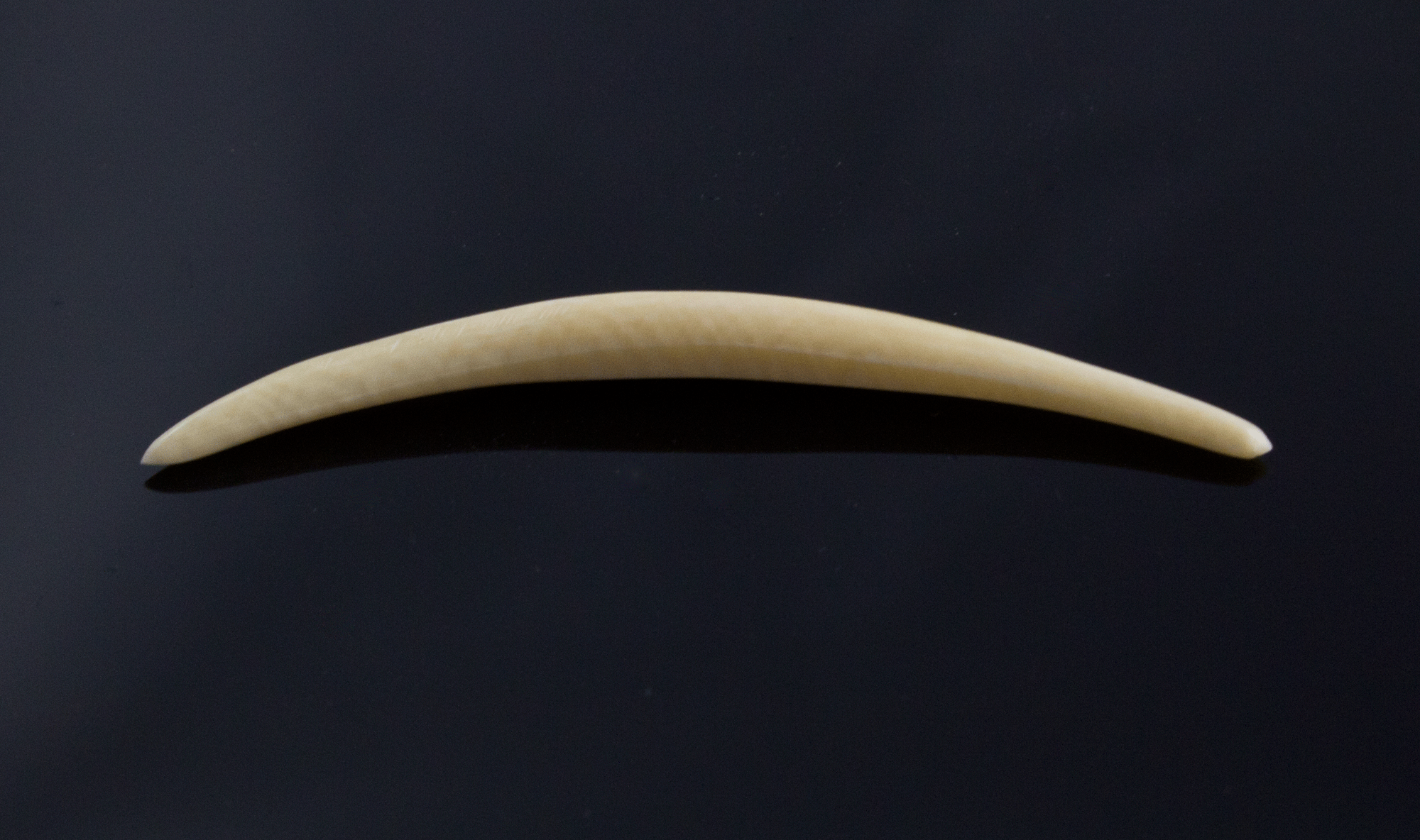 3.5mm Fossilized Mammoth Ivory Septum Tusk