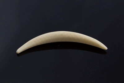 6g (4mm) Fossilized Mammoth Ivory Septum Tusk