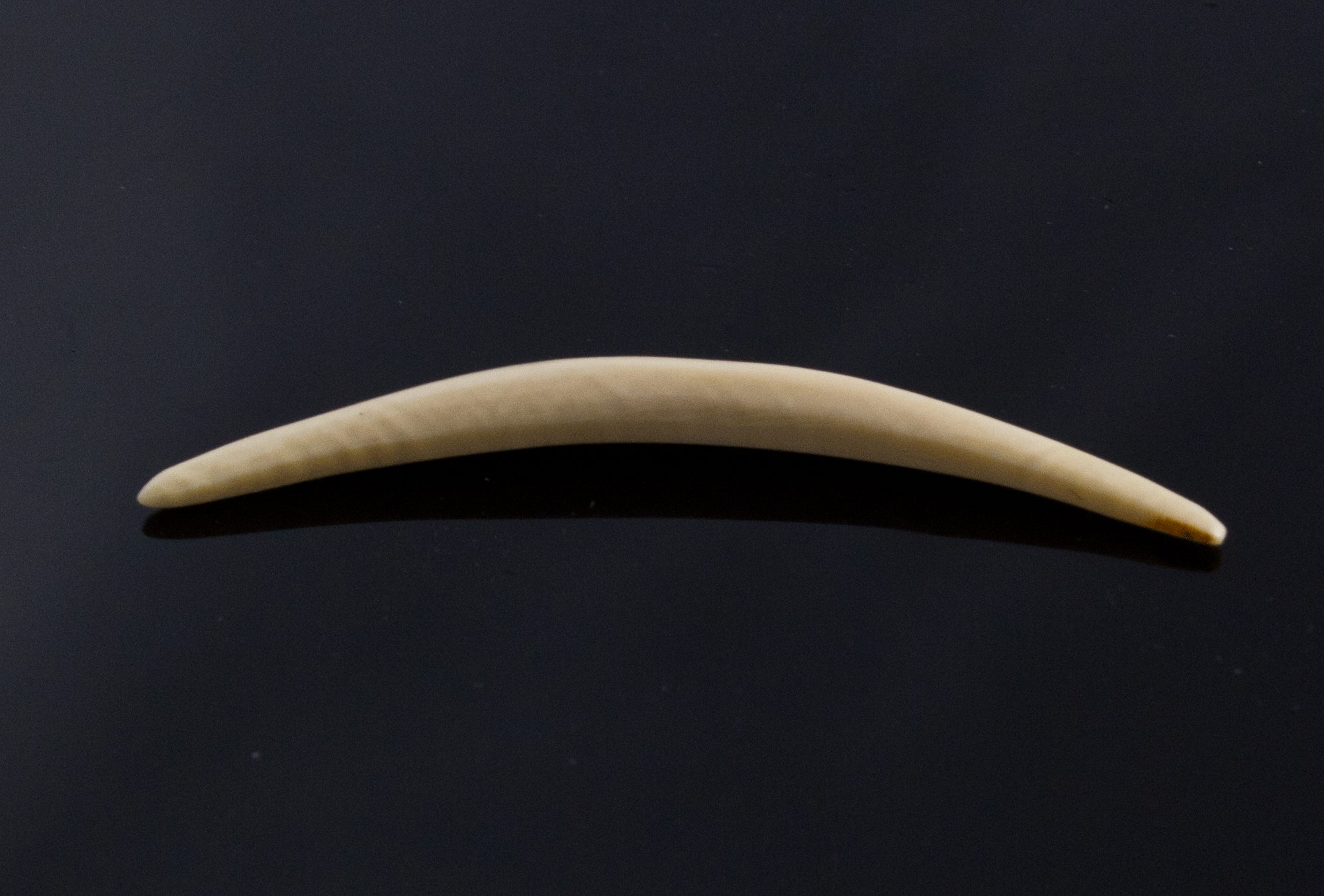 8g (3mm) Fossilized Mammoth Ivory Septum Tusk