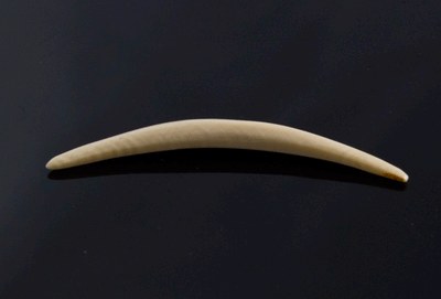 8g (3mm) Fossilized Mammoth Ivory Septum Tusk