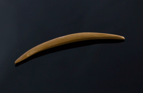 8g (3mm) Fossilized Mammoth Ivory Septum Tusk