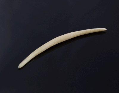 10g (2.5mm) Fossilized Mammoth Ivory Septum Tusk