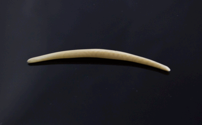 10g (2.5mm) Fossilized Mammoth Ivory Septum Tusk