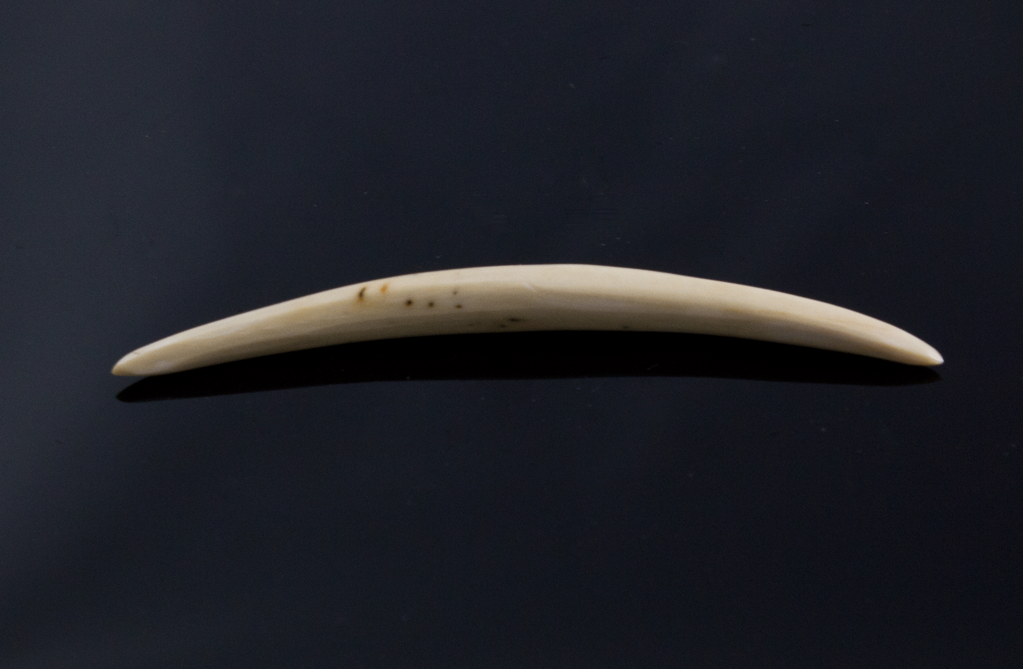 3.5mm Fossilized Mammoth Ivory Septum Tusk